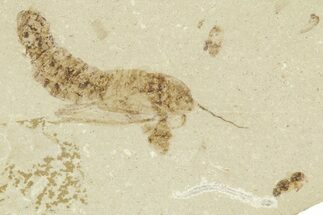 Fossil Mimosite Leaf with Rove Beetle - Green River Formation #360219