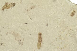 Detailed Fossil Beetles (Coleoptera) - Green River Formation, Utah #360225