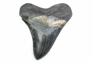 Fossil Megalodon Tooth - Georgia #338682