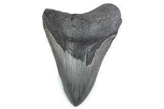 Fossil Megalodon Tooth - Georgia #338686