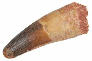 Real Fossil Spinosaurus Tooth - Feeding Worn Tip #360445