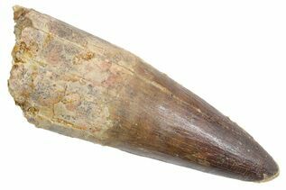 Spinosaurus Teeth For Sale