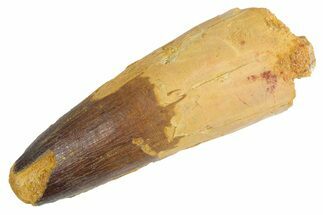 Real Fossil Spinosaurus Tooth - Feeding Worn Tip #360451