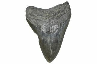 Fossil Megalodon Tooth - Georgia #338695