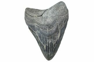 Bargain, Fossil Megalodon Tooth - Georgia #338703