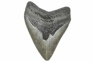 , Fossil Megalodon Tooth - Georgia #338735