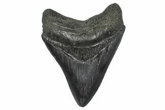 Fossil Megalodon Tooth - South Carolina #346184