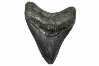 Serrated, Fossil Megalodon Tooth - South Carolina #346188