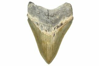Serrated, Fossil Megalodon Tooth - North Carolina #346340