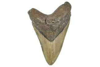Serrated, Fossil Megalodon Tooth - North Carolina #346341