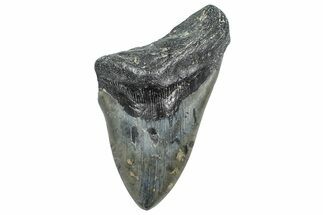 Bargain, Fossil Megalodon Tooth - North Carolina #346343