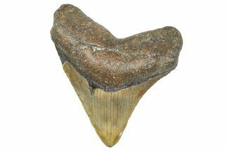 Serrated, Fossil Megalodon Tooth - North Carolina #346344