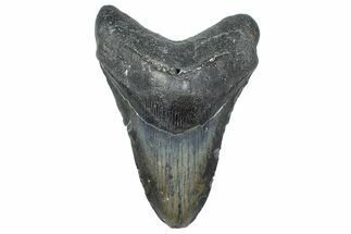 Fossil Megalodon Tooth - North Carolina #358925