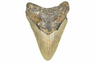 Fossil Megalodon Tooth - North Carolina #358939