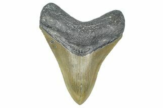 Fossil Megalodon Tooth - North Carolina #358941