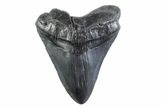 Fossil Megalodon Tooth - South Carolina #332332