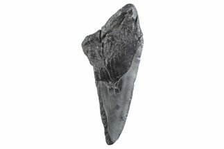Partial Fossil Megalodon Tooth - South Carolina #332346