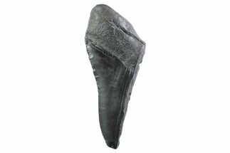 Partial Fossil Megalodon Tooth - South Carolina #332347