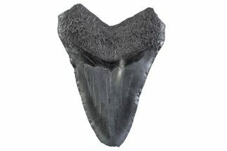 Bargain, Fossil Megalodon Tooth - South Carolina #332356