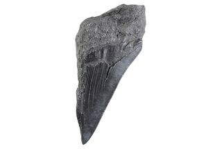 Partial Fossil Megalodon Tooth - Serrated Edge #332333