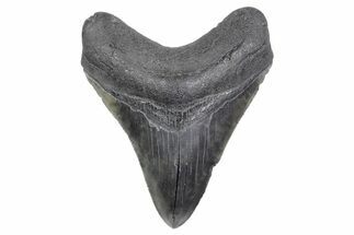 Serrated, Fossil Megalodon Tooth - South Carolina #358974