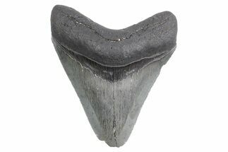 Serrated, Fossil Megalodon Tooth - South Carolina #358978