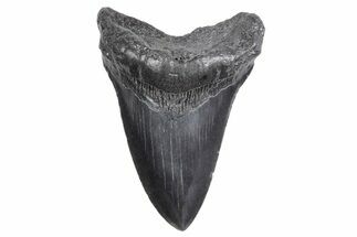 Serrated, Fossil Megalodon Tooth - South Carolina #358993