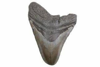 Bargain, Fossil Megalodon Tooth - South Carolina #358994