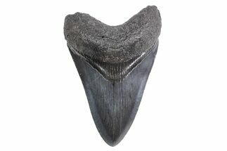 Fossil Megalodon Tooth - South Carolina #359001