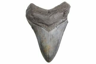 Fossil Megalodon Tooth - South Carolina #359005