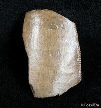 Partial Serrated Tyrannosaurid Tooth - T-Rex #3003