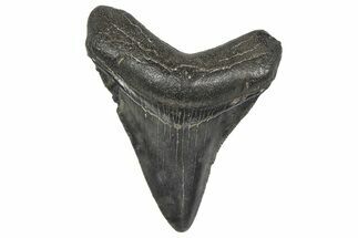 Juvenile Megalodon Tooth - South Carolina #359021