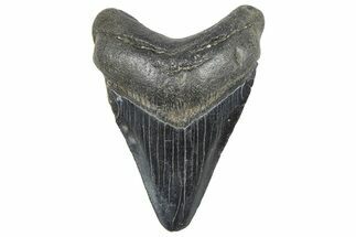 Juvenile Megalodon Tooth - South Carolina #359022
