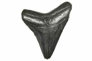 Juvenile Megalodon Tooth - South Carolina #359023