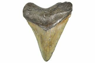 Juvenile Megalodon Tooth - South Carolina #359024