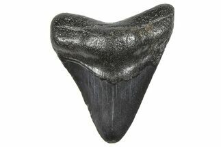 Juvenile Megalodon Tooth - South Carolina #359026