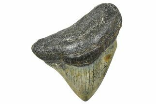 Juvenile Megalodon Tooth - North Carolina #359052