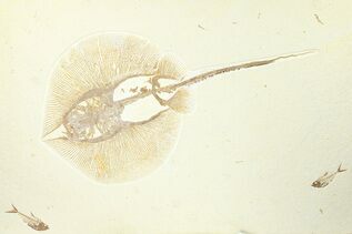 Fish Fossils For Sale