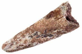 Fossil Pterosaur (Siroccopteryx) Tooth - Morocco #359961
