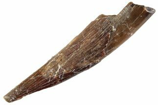 Fossil Pterosaur (Siroccopteryx) Tooth - Morocco #359966