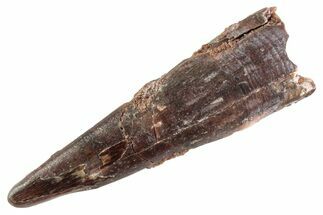 Fossil Pterosaur (Siroccopteryx) Tooth - Morocco #359969