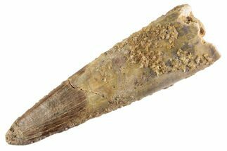 Fossil Pterosaur (Siroccopteryx) Tooth - Morocco #359991
