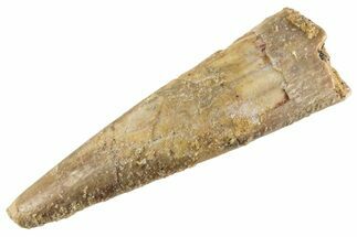 Fossil Pterosaur (Siroccopteryx) Tooth - Morocco #359992