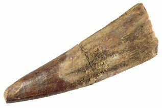 Buy Pterosaur