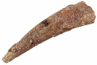 Bargain, Fossil Pterosaur (Siroccopteryx) Tooth - Morocco #360003
