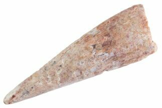 Fossil Pterosaur (Siroccopteryx) Tooth - Morocco #360008