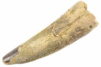 Fossil Spinosaurus Tooth - Real Dinosaur Tooth #360141