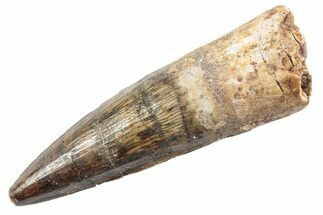 Fossil Spinosaurus Tooth - Real Dinosaur Tooth #360170