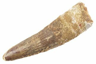 Fossil Spinosaurus Tooth - Real Dinosaur Tooth #360178