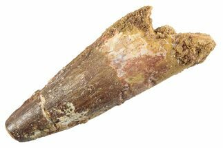 Fossil Spinosaurus Tooth - Real Dinosaur Tooth #360191